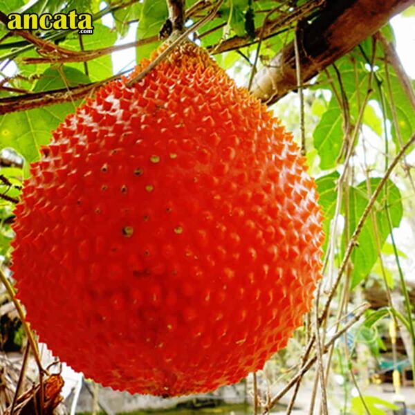 Gac Oil Capsule Vinaga DHA Beta-Carotene Provide Vitamins to Help Increase Antioxidants - Free Ship - Image 4